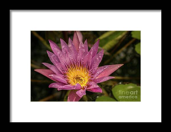 Hawaii Framed Print featuring the photograph Lavender Water Lily in Kauai Garden #2 by Nancy Gleason