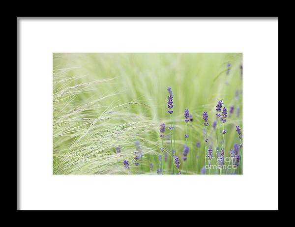 Lavender Framed Print featuring the photograph Lavender and Mexican Feather Grass by Tim Gainey