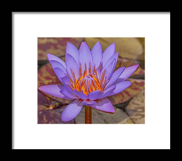 Flower Framed Print featuring the photograph Lavender Lotus by Susan Rydberg