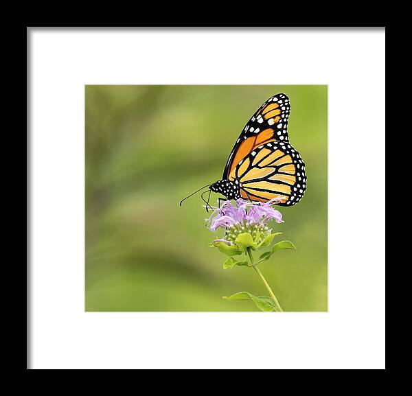 Insect Framed Print featuring the photograph Lavender Love by Art Cole