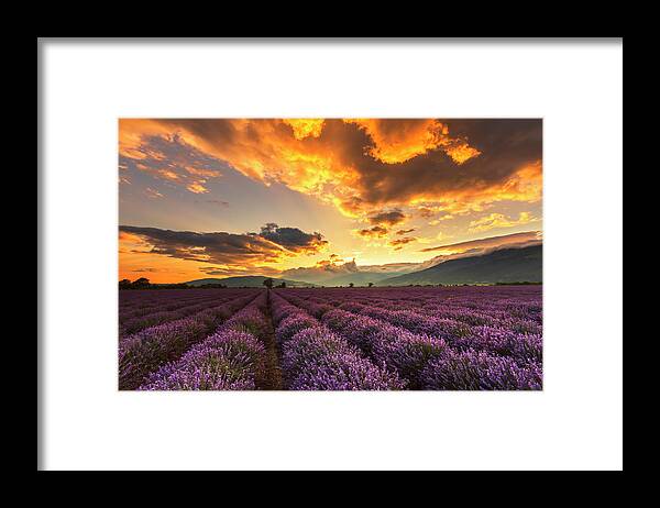 Bulgaria Framed Print featuring the photograph Lavender Sun by Evgeni Dinev