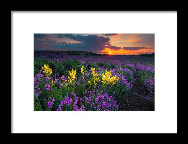 Bulgaria Framed Print featuring the photograph Lavenderscape by Evgeni Dinev