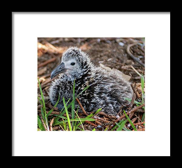 Kauai Framed Print featuring the photograph Laysan Albatross Chick IV. by Doug Davidson