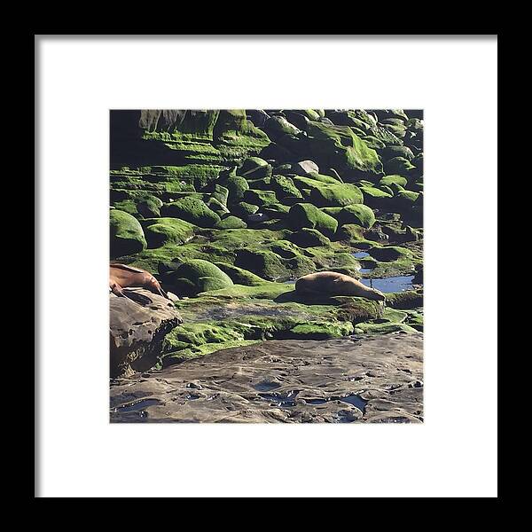 Photography Framed Print featuring the photograph Lazy Day at Seal Beach by Lisa White