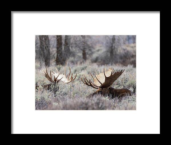 Moose Framed Print featuring the photograph Lazy Moose by Wesley Aston