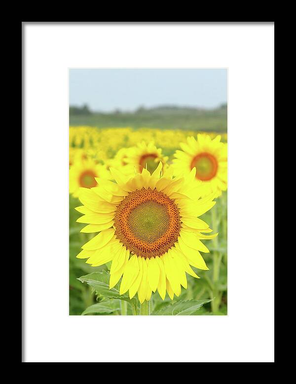 Sunflower Framed Print featuring the photograph Leader Of The Pack by Lens Art Photography By Larry Trager