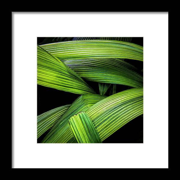 Leaf Framed Print featuring the photograph Leaf Crossroads by Ginger Stein