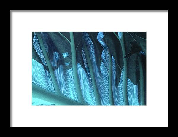 Leaf Framed Print featuring the photograph Leaf Detail 1 - Cyan by Ron Berezuk