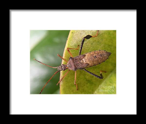 Insect Framed Print featuring the photograph Leaf Footed Bug on Magnolia by Catherine Wilson
