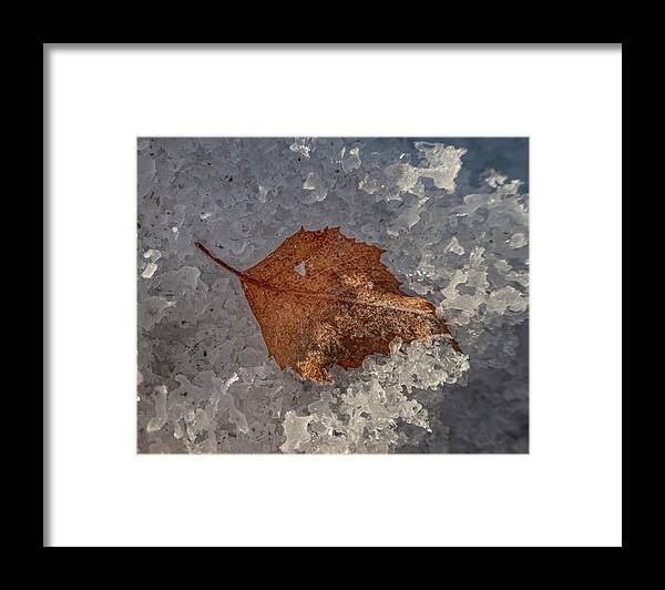 Leaf Framed Print featuring the photograph Leaf On Icy Snow Crystals by Phil And Karen Rispin