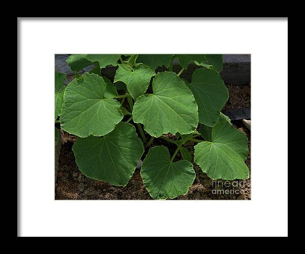 Leaf Framed Print featuring the photograph Leaf Pattern and Texture by Kae Cheatham