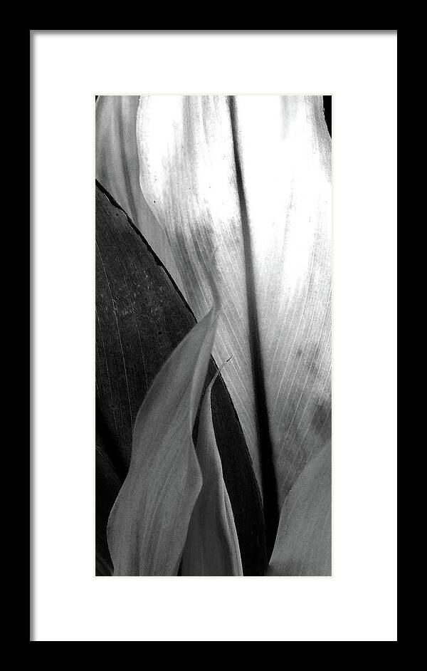 Abstract Framed Print featuring the mixed media Leaf Points and Lines Black and White by Sharon Williams Eng