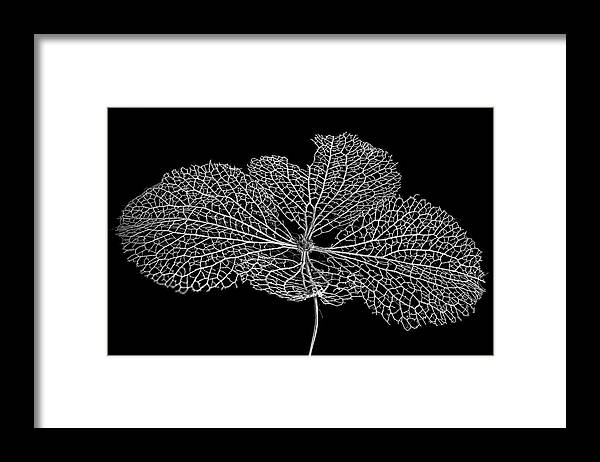 Leaf Framed Print featuring the photograph Leaf Skeleton 1 by Nigel R Bell