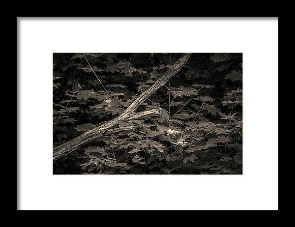 Arbor Framed Print featuring the photograph Leaning Tree I Toned by David Gordon