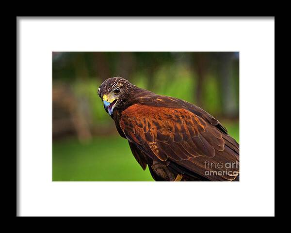 Tarqui Framed Print featuring the photograph Learning To Hunt Again IV by Al Bourassa