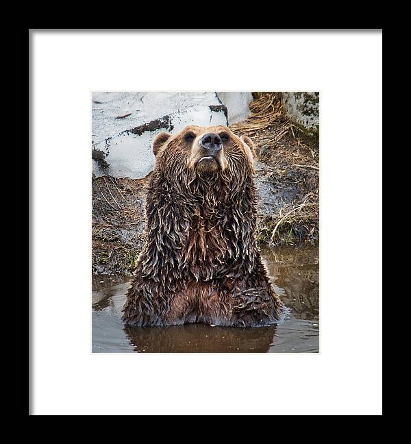 Nature Framed Print featuring the photograph Leave Me Alone Grizzly by Judy Cuddehe