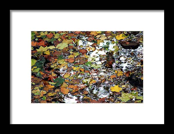 Leaves Framed Print featuring the photograph Leaves in the Stream 2022 by Christopher Reed