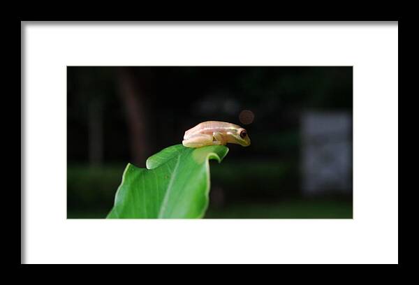 Froglet Framed Print featuring the photograph Leaving The Nest by Lizette Tolentino