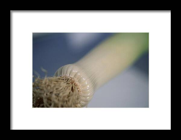 Lily Family Framed Print featuring the photograph Leeks (Allium porrum) by Arco Images / Larssen Gitta