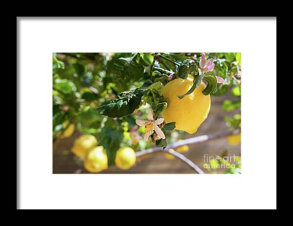 Lemon Tree Framed Print featuring the photograph Lemon blossoms and lovely lemon in the Mediterranean garden by Adriana Mueller