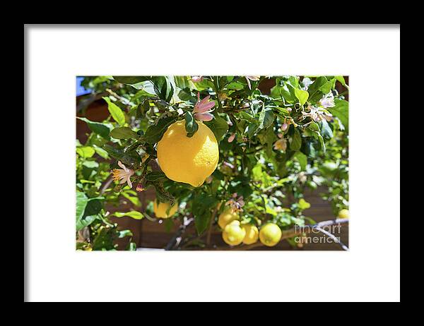 Lemon Tree Framed Print featuring the photograph Blooming lemon tree in the Mediterranean garden by Adriana Mueller