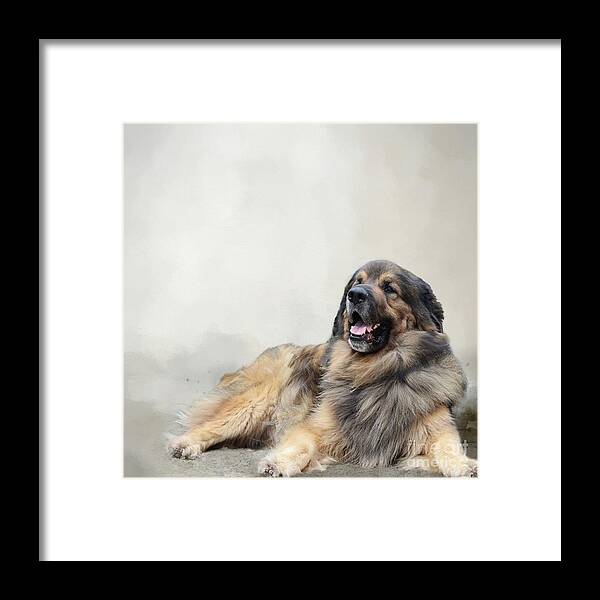 Anton Framed Print featuring the photograph Leonberger by Eva Lechner