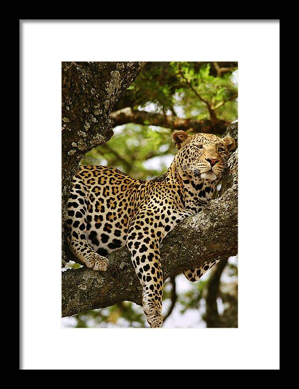 African Leopard Framed Print featuring the photograph Leopard in Tree, on Safari by Bonnie Colgan