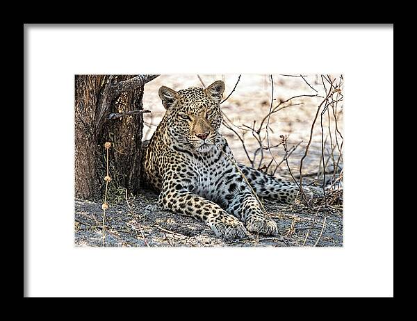 Africa Framed Print featuring the photograph Leopard Looking at You by Betty Eich