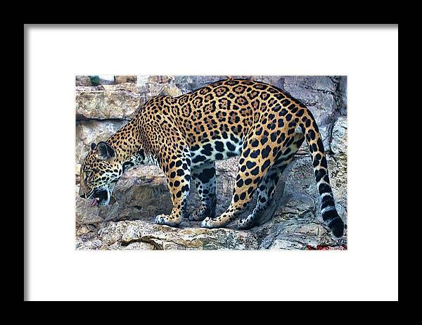 Leopard Framed Print featuring the photograph Leopard by Rene Vasquez