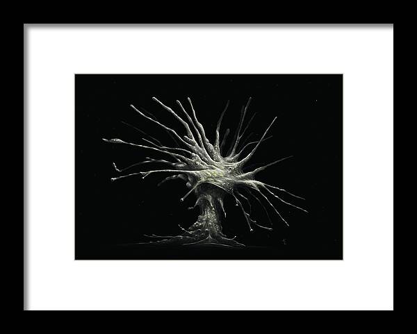 Protozoa Framed Print featuring the digital art Leptophrys Amoeba by Kate Solbakk