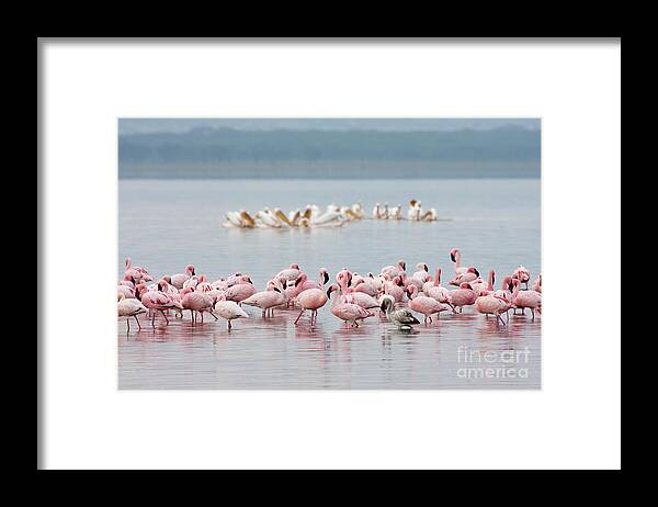 Animal Framed Print featuring the photograph Pink Flamingos Plus One by Chris Scroggins