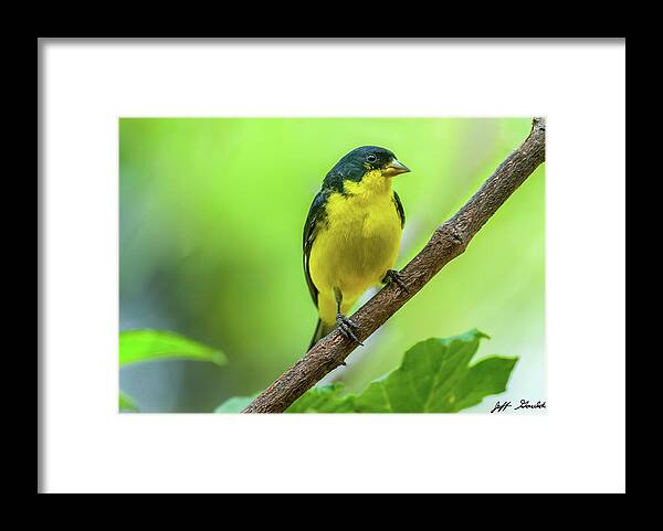 Adult Framed Print featuring the photograph Lesser Goldfinch Perched on a Branch by Jeff Goulden