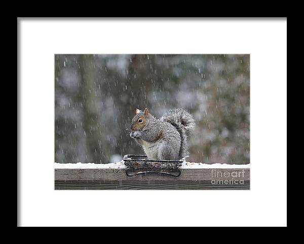 Squirrels Framed Print featuring the photograph Let It Snow by Geoff Crego