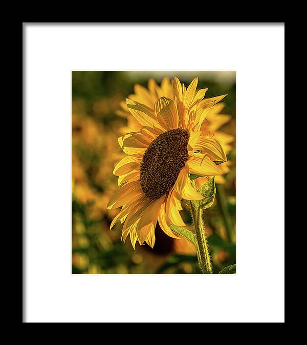 Sun Framed Print featuring the photograph Let the Sun Shine by Rod Best