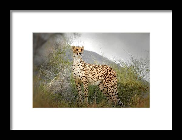 Cheetah Framed Print featuring the photograph Lethal Beauty 2 by Fraida Gutovich