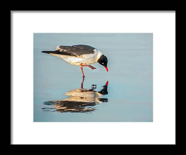 Unusual Nature Framed Print featuring the photograph Let's Dance by Terry Walsh