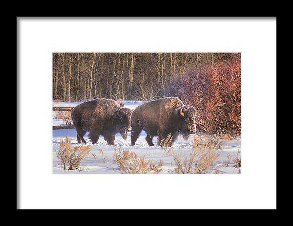 Bison Framed Print featuring the photograph Let's Go by Darren White