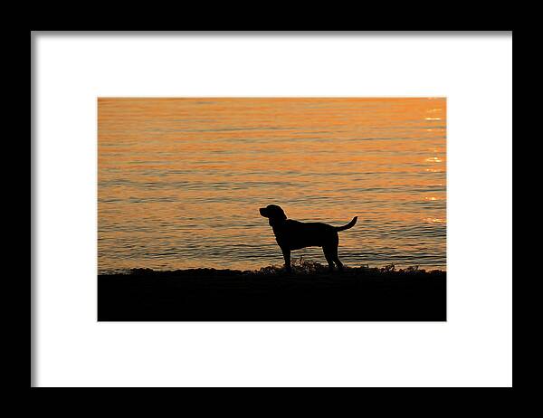 Dog Framed Print featuring the photograph Levi Dog Silhouette on the Beach by Denise Kopko