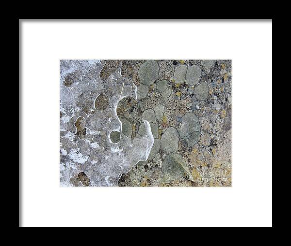 Lichen Framed Print featuring the photograph Lichen and Ice by Nicola Finch