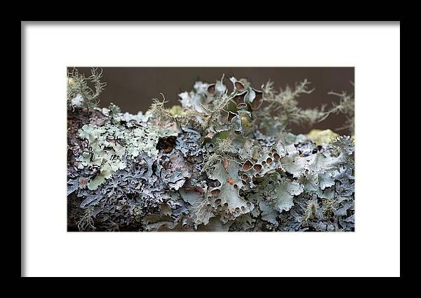 Lichen Framed Print featuring the photograph Lichen Sampler by Linda Bonaccorsi