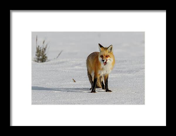 Fox Framed Print featuring the photograph Lick by Ronnie And Frances Howard