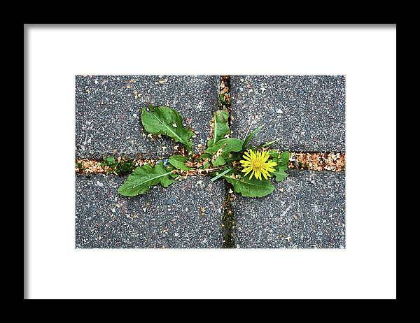 Finland Framed Print featuring the photograph Life is stronger than concrete by Jouko Lehto