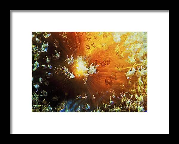 Underwater Art Framed Print featuring the photograph Light bulb anemone AN8723 by Mark Graf