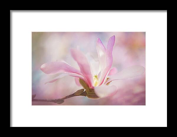 Pink Framed Print featuring the photograph Light From Within by Kim Carpentier