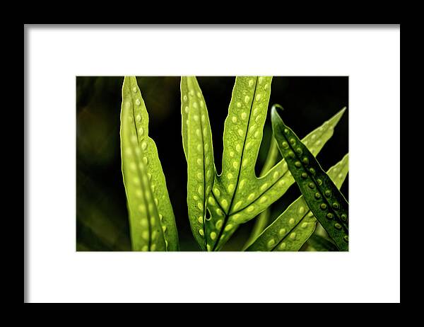 Ferns Framed Print featuring the photograph Light Reveals All by Heidi Fickinger