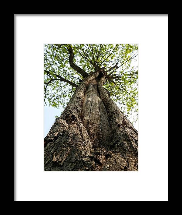 Tree Framed Print featuring the photograph Portrait of a Tree by Amanda R Wright