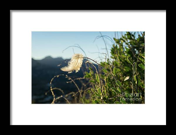 Feather Framed Print featuring the photograph Light feather in the wind by Adriana Mueller