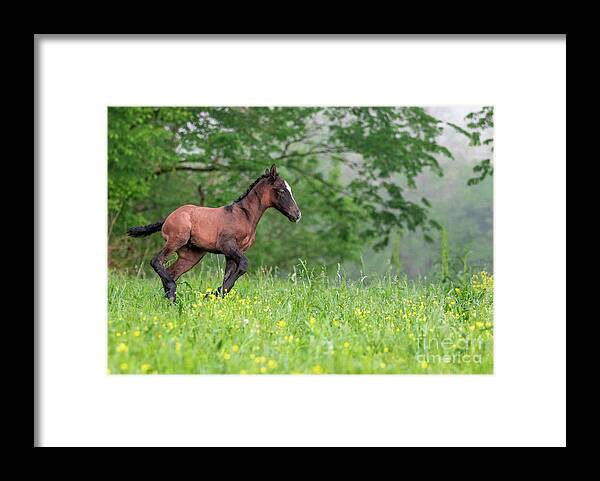 Horse Framed Print featuring the photograph Lil Ombre by Holly Ross