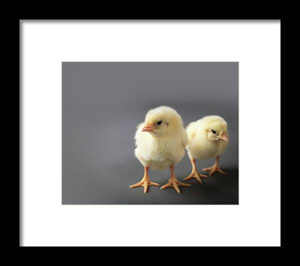  Framed Print featuring the photograph Lil' Peepers by Nicole Engstrom