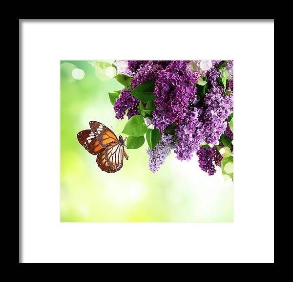 Lilac Framed Print featuring the photograph Lilac and Butterflies by Anastasy Yarmolovich